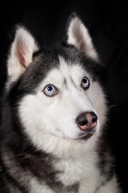 Cara de perro husky siberiano sobre fondo negro