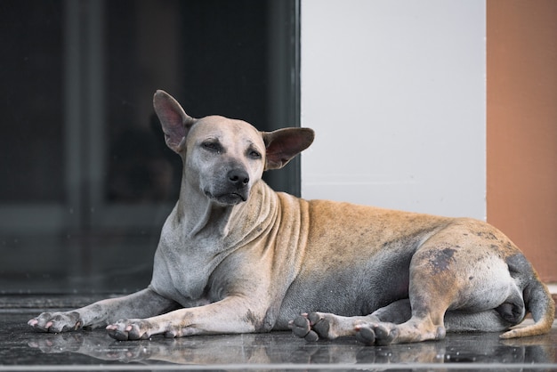 Cara de perro mirando hacia un lado