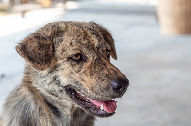 La cara del perro de piel marrón.