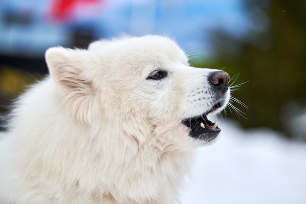 Cara de perro de trineo Husky, fondo de invierno