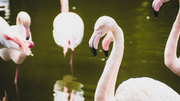 Cara de primer plano de flamenco blanco en el lago .Retrato de gran flamenco blanco con pico rosa cerca retrato sobre un fondo de lago de agua