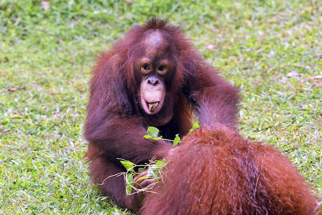 Cara de primer plano de niño orangután