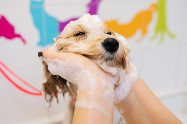 Cara de primer plano de perro Labradoodle rizado divertido, cabeza de lavado de peluquero femenino con champú en la bañera en el salón de aseo. La dueña irreconocible lava cuidadosamente la piel de las mascotas en el baño en casa.