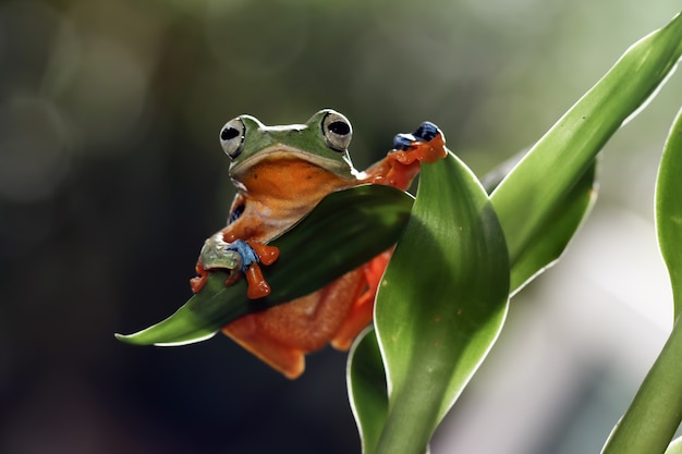 Cara de primer plano de rana voladora en rama