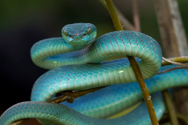 Cara de primer plano de serpiente víbora azul en rama