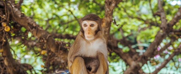 Cara roja adulta macaco Rhesus macaco en el parque natural tropical de Hainan, China. Mono descarado en el área del bosque natural. Escena de vida silvestre con peligro animal. Macaca mulatta pancarta panorámica copyspace