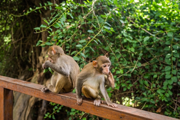 Cara roja adulta monos macaco rhesus en el parque natural tropical de Hainan, China. Mono descarado en el área del bosque natural. Escena de vida silvestre con peligro animal. Macaca mulatta.