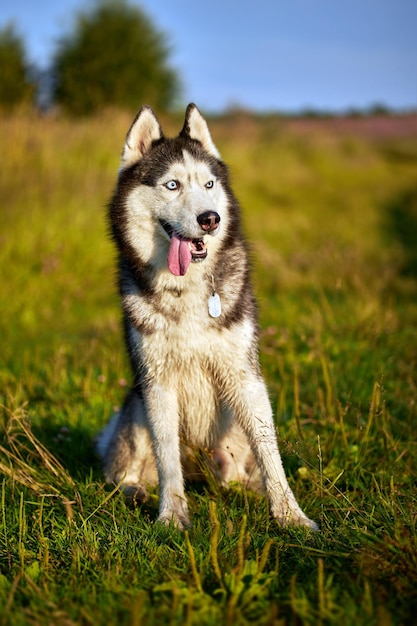 Cara sonriente feliz de un primer plano de perro husky rojo