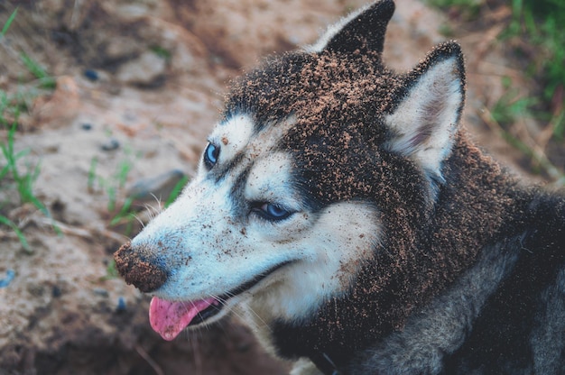La cara sucia de un perro El hocico fornido del perro está manchado en la arena