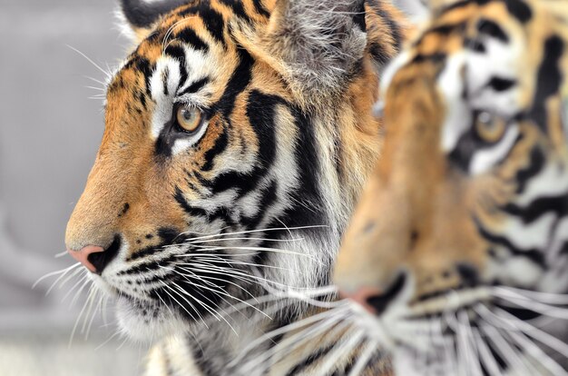 cara de tigre de bengala