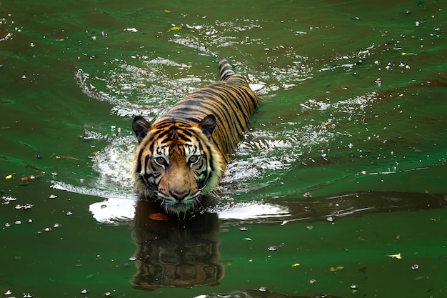 cara de tigre de sumatra tigre de sumatra está jugando en el agua