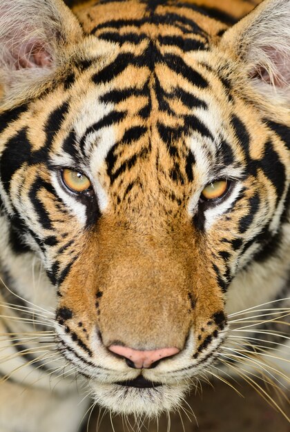 cara de tigre