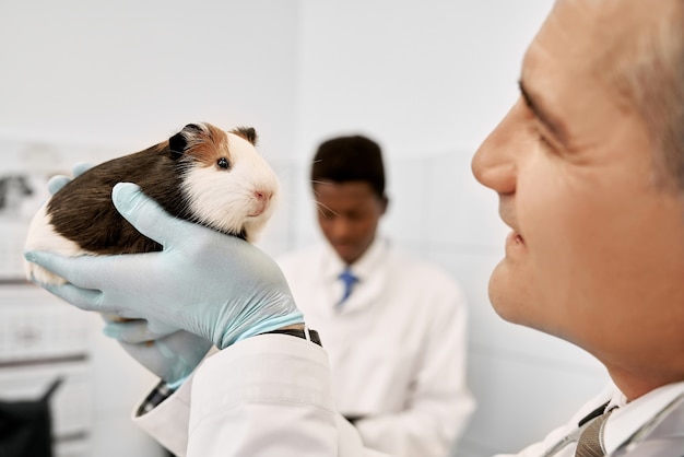 Cara de veterinario mirando lindo hámster.