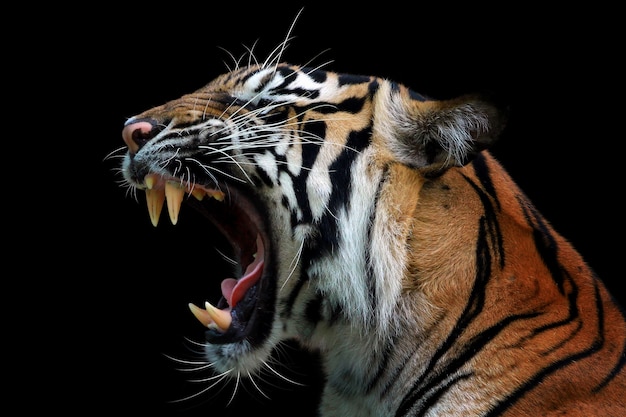 Foto cara zangada de tigre sumatra, animal zangado, cabeça de tigre sumatra closeup com fundo preto