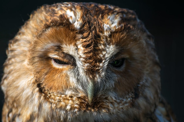 Cárabo común (Strix aluco)