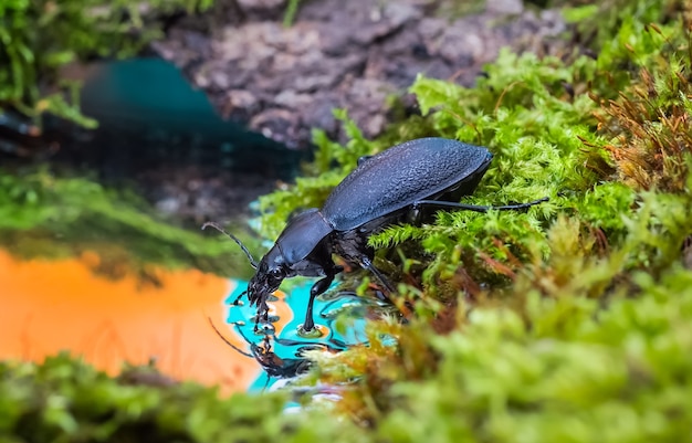 Carabus en el musgo banco de agua potable