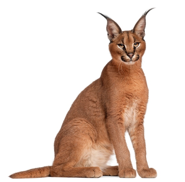 Caracal, Caracal caracal, 6 meses de edad,