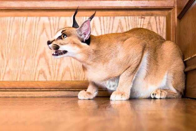 Caracal Katze