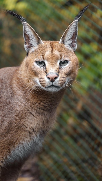 Foto caracal