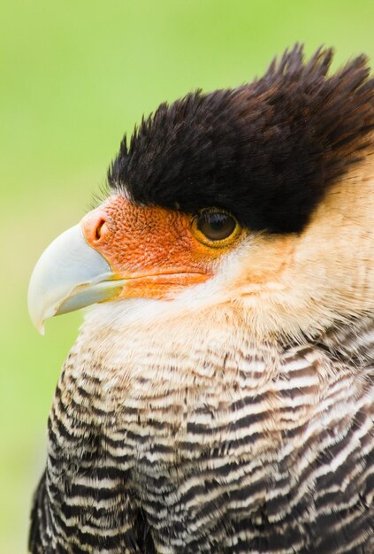 Foto caracara en el ángulo lateral