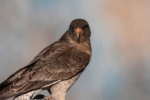 Caracara Chimango La Pampa província Patagônia Argentina