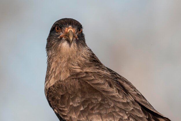 Foto caracara chimango la pampa provinz patagonien argentinien