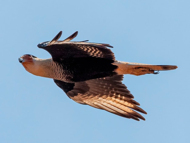 Foto caracara com crista do norte caracara cheriway