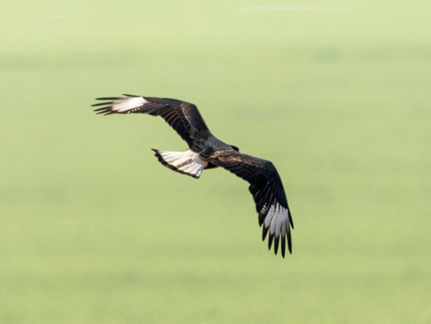 El caracara con cresta norte Caracara cheriway