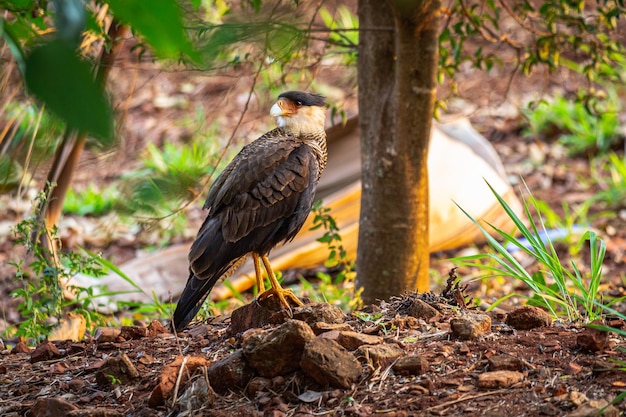 Caracara con cresta en el suelo