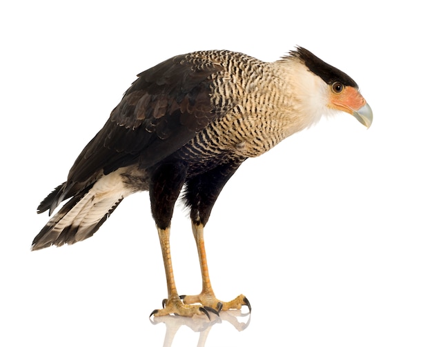 Caracara do sul (3 anos) - polyborus plancus na frente em um branco isolado