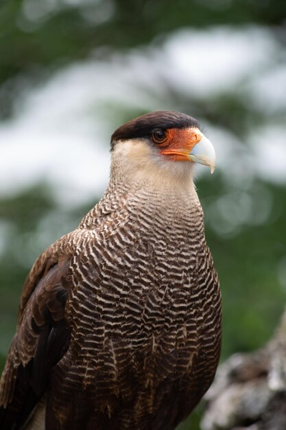 Foto caracara em torrres del paine patagônia sul