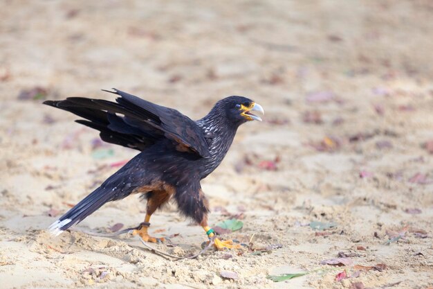 caracara estriada