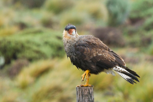 Caracara plancus - Carancho patagónico, es una especie de ave falconiforme de la familia Falconidae.