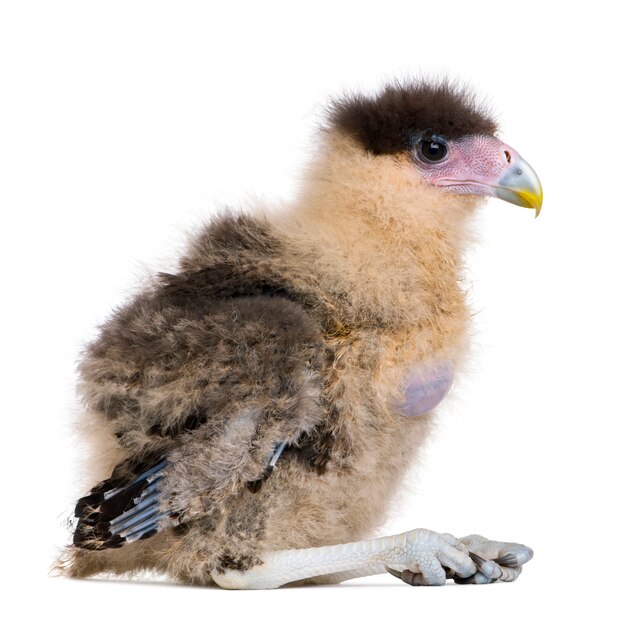 Caracaras do Sul,