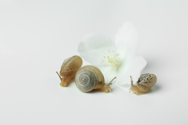 Caracóis com concha e flor em fundo branco