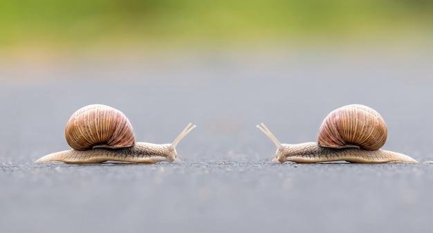 Caracóis da Borgonha (Helix pomatia)