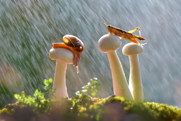 Caracóis em cogumelos quando chove