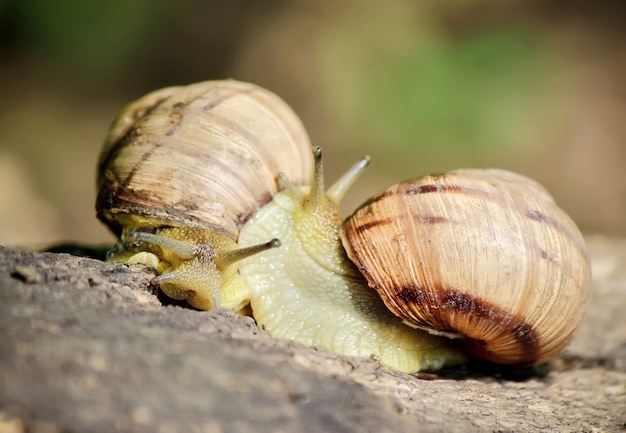 Caracóis em condições naturais. Foco seletivo. natureza.