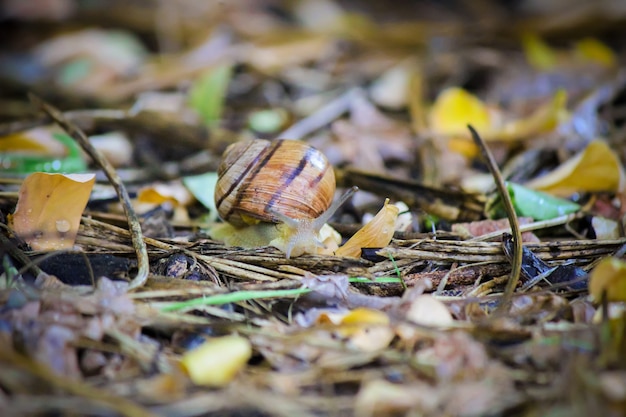 Caracóis em condições naturais. foco seletivo. natureza.