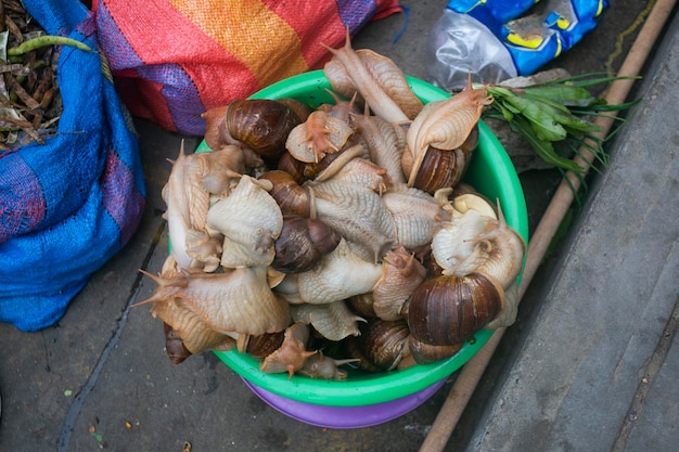 Caracóis gigantes em um balde em um mercado de Tarapoto, na selva peruana