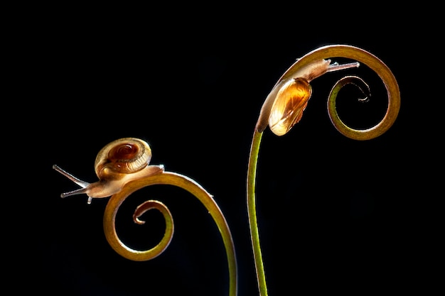 Caracóis na folha no jardim tropical