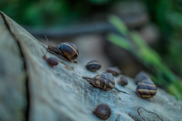 Caracóis na natureza. caracóis no tronco.