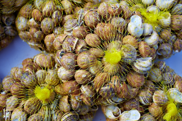 Caracóis na rede de malha saco de rede como alimento