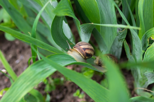 Caracóis nas folhas de uma flor de íris Caracóis na natureza