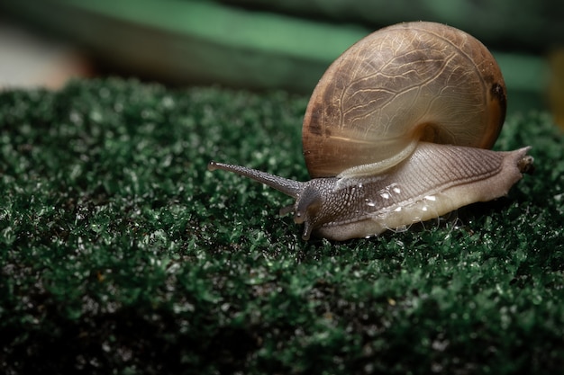 Foto caracóis no musgo na floresta