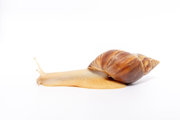 Caracol Achatina arrastrándose sobre un fondo blanco.