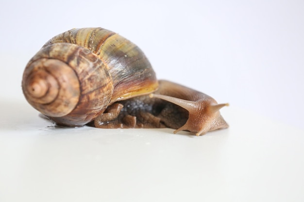 Caracol Achatina em um fundo branco