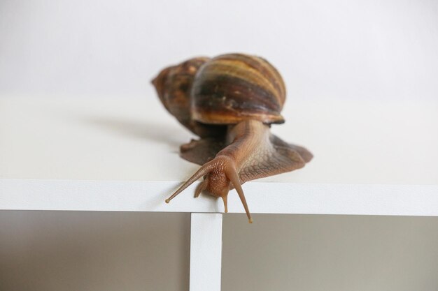 El caracol de Achatina está sentado al borde de una mesa blanca.