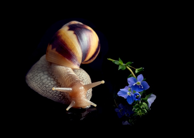 Caracol Achatina con una flor azul en la pared negra