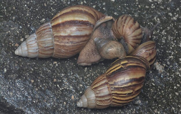 Foto el caracol achatina fulica se arrastra alrededor del desagüe